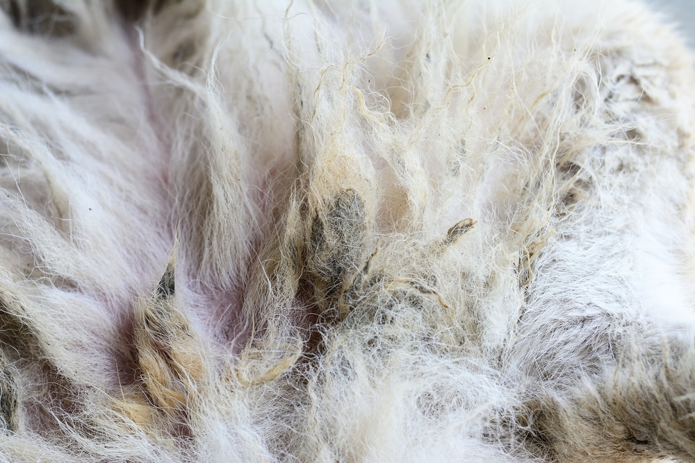 How to Deal with Severely Matted Dog Hair: 5 Vet Approved Tips – Dogster