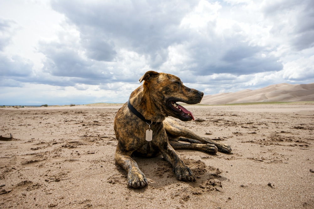 Plott Hound: Dog Breed Characteristics & Care