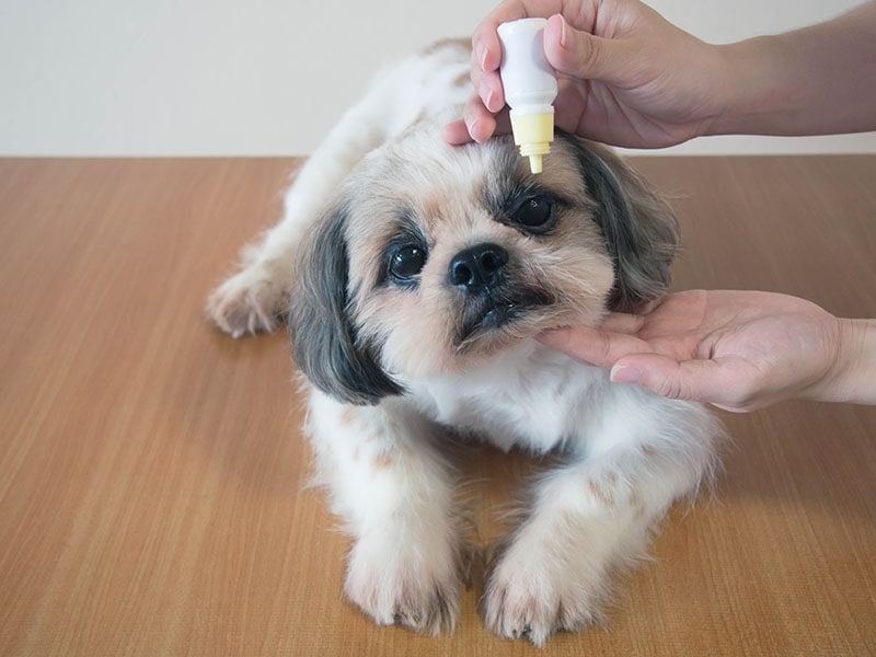 Veterinarian hands applying medical eye drops to Shih Tzu dog's eyes for treatment and prevention eyes disease