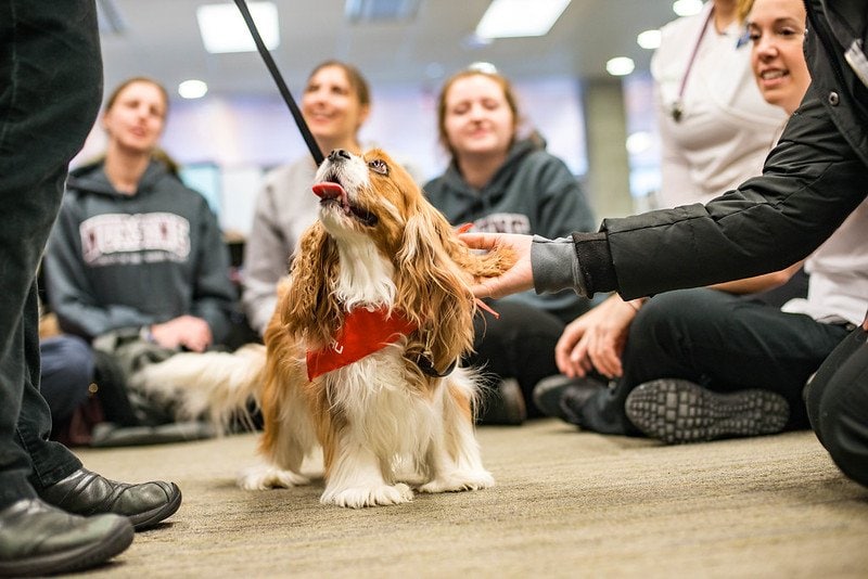 therapy dog in group