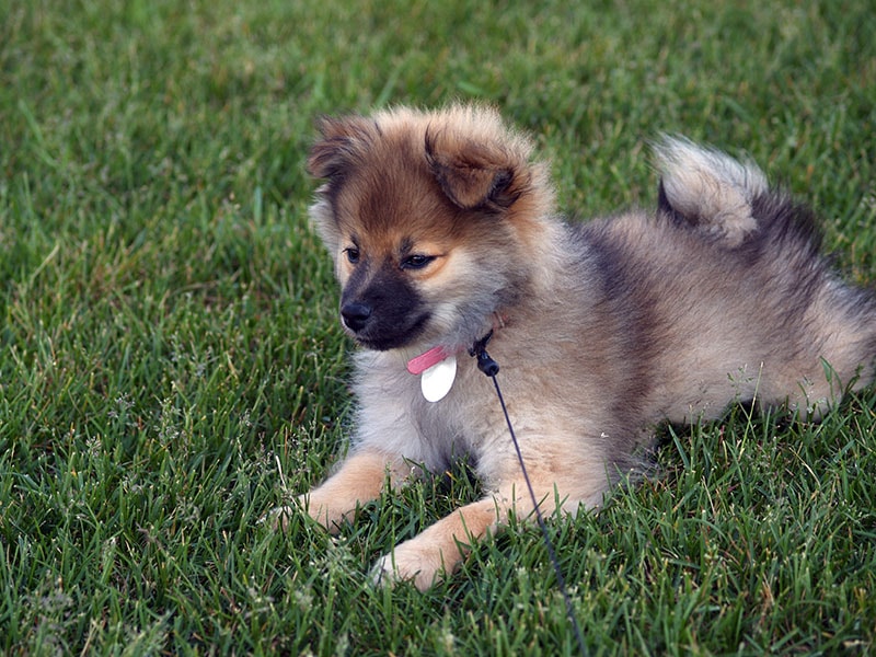 3-Month Old Wolf Sable Pomeranian Puppy Laying on Grass