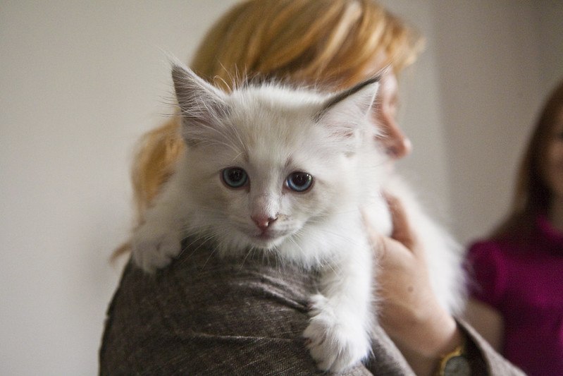 white cat on owners shoulder