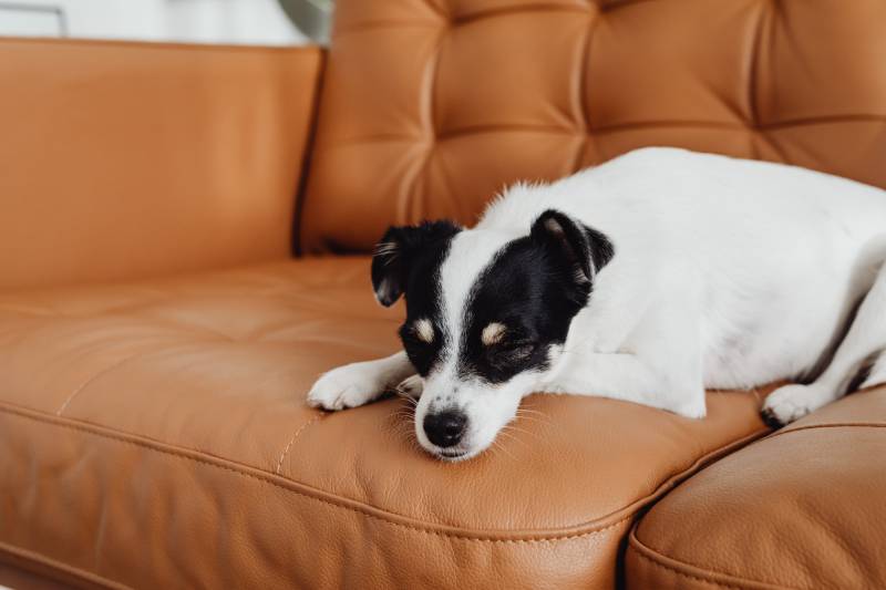 A Dog Sleeping on a Sofa