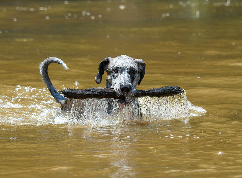 A Great Dane at the river bringing a huge stick out of the water