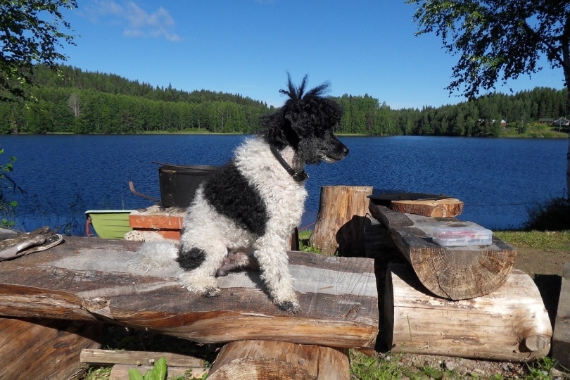 A Harlequin corded poodle sitting near the water