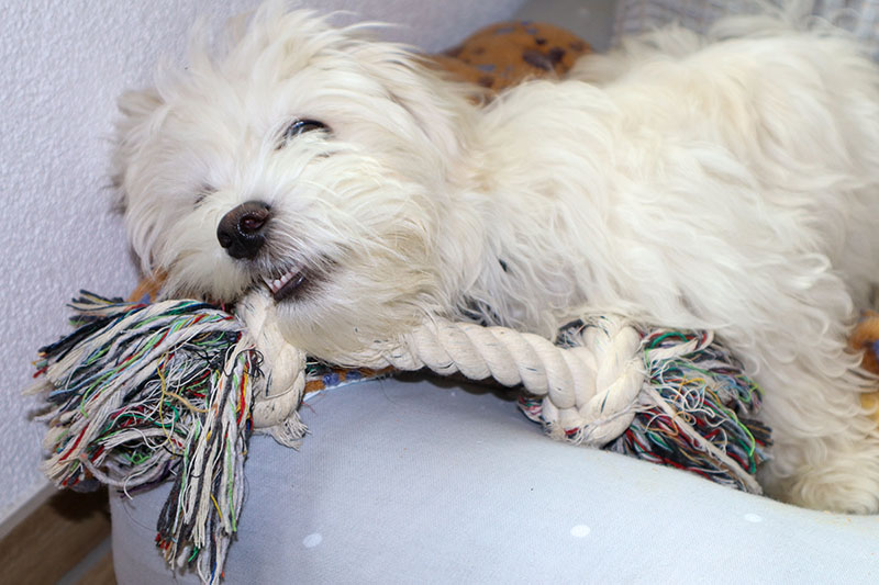 A Maltese puppy playing with a rope toy