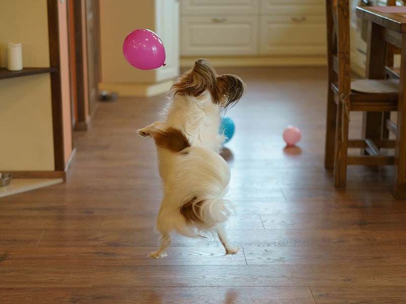 A Papillon Purebred Dog playing with balloons in the room