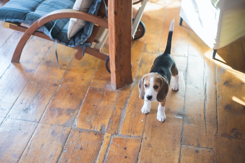 A beagle standing on a wooden floor