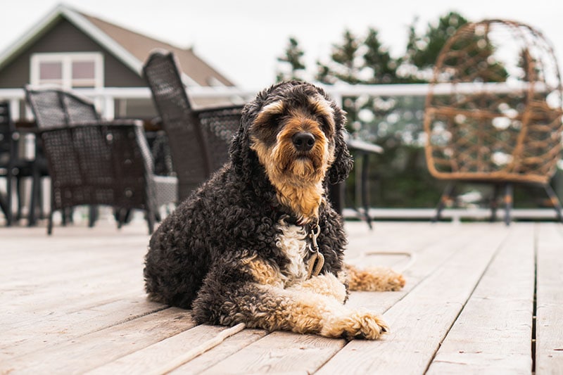 A beautiful Aussiedoodle laying on the deck