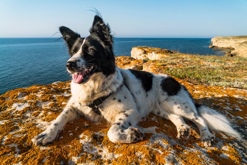 A black-and-white dog lies with its paw tucked up on the edge of a rocky sea shore