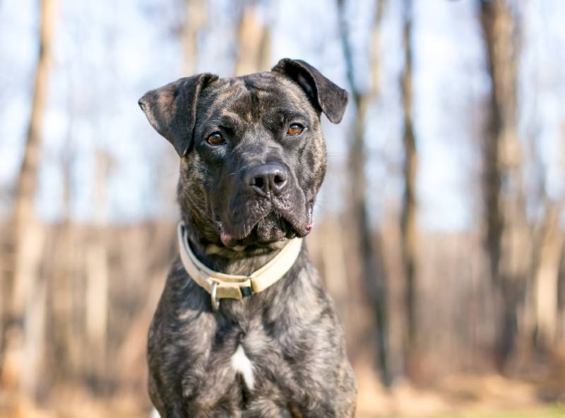 brindle Pit Bull Terrier mixed breed dog wearing a collar and looking toward the camera with a head tilt