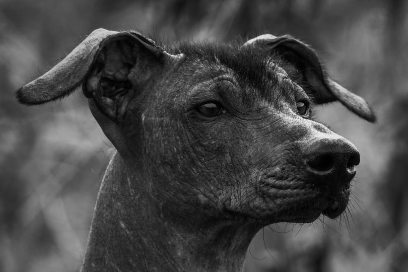 A closeup portrait of Xoloitzcuintli dog