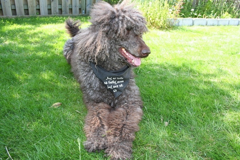 A corded poodle lying in the grass