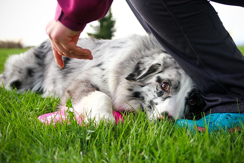 A dog is lying on the grass with its frisbee and looks very frightened