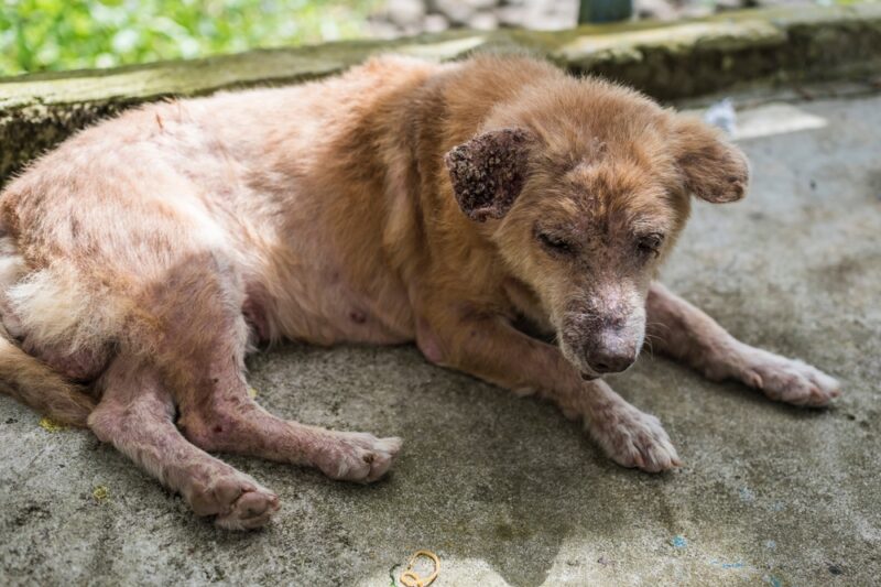 A dog suffering from demodectic mange lies on the concrete floor