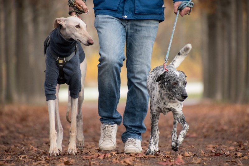 A greyhound and a dog are walking with a man in the park