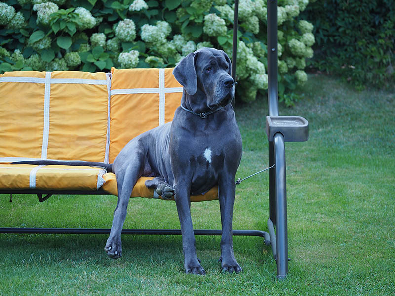 A large beautiful Blue Great Dane dog