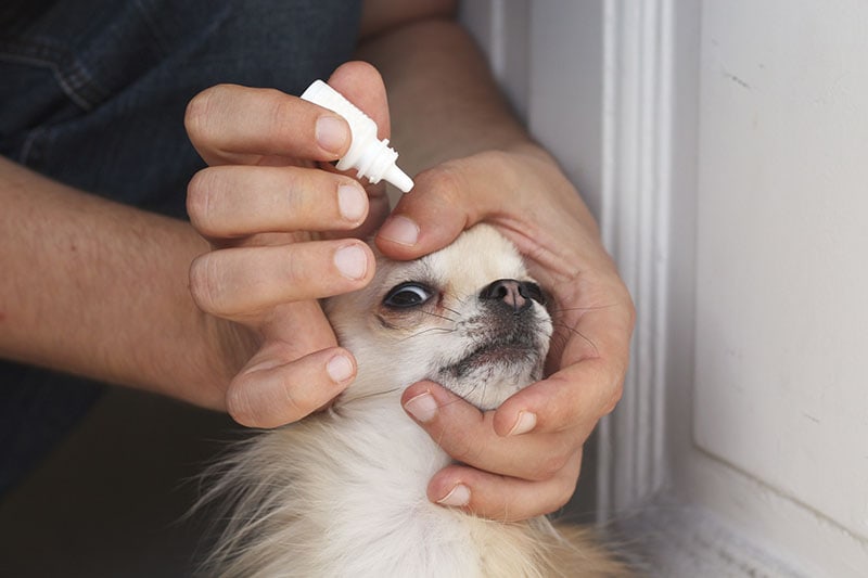 A man applying antibiotic eye drops to a small chihuahua