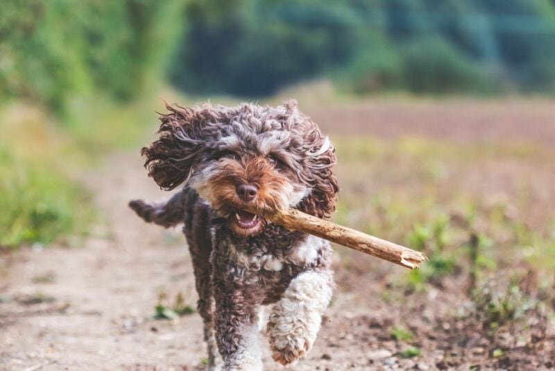 A merle cockapoo playing a game of fetch