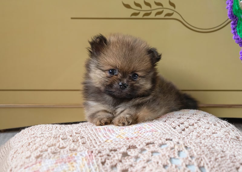 A small pomeranian puppy sable color is lying on a pillow