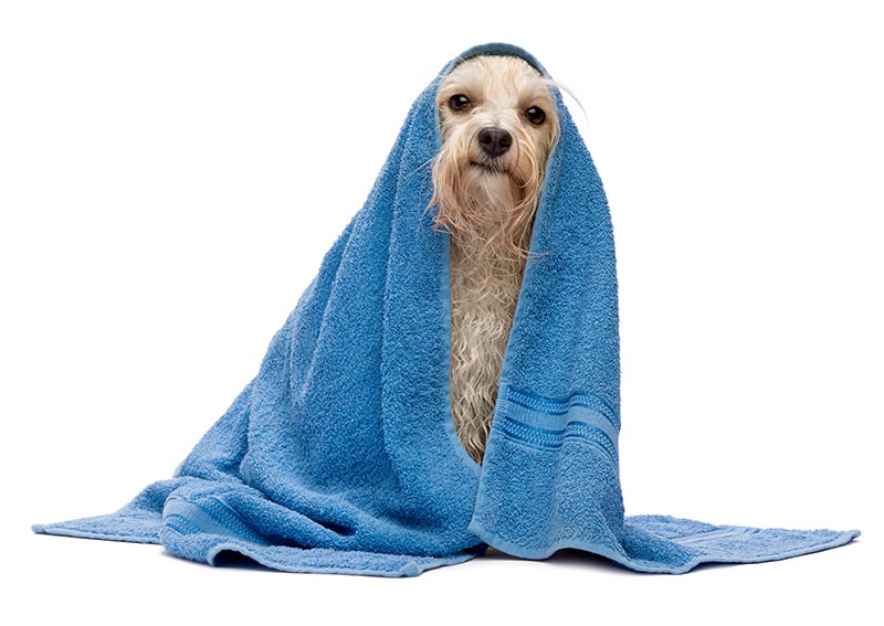 A wet cream havanese dog after the bath with a blue towel isolated on white background