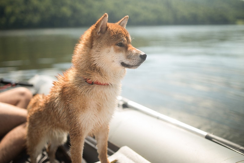 A wet red-haired Shiba Inu dog