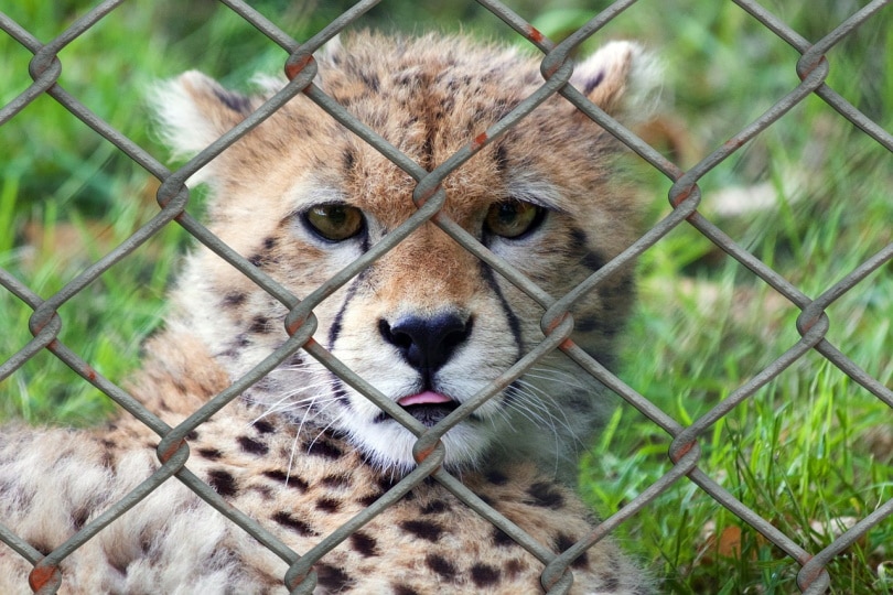 A young cheetah cub fenced