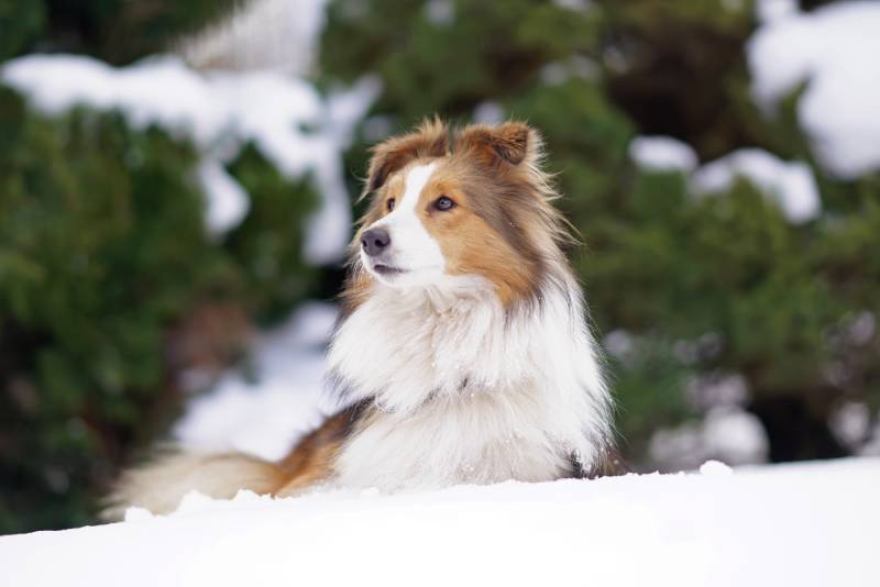Adorable sable and white Sheltie dog posing outdoors lying down on a snow in winter
