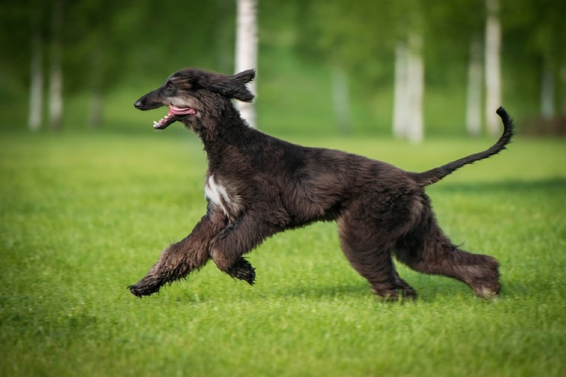 Afghan hound running on the grass