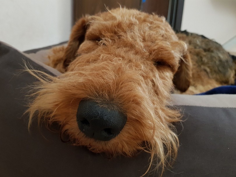 Airedale-Terrier-dog-sleeping_PROMA1_shutterstock