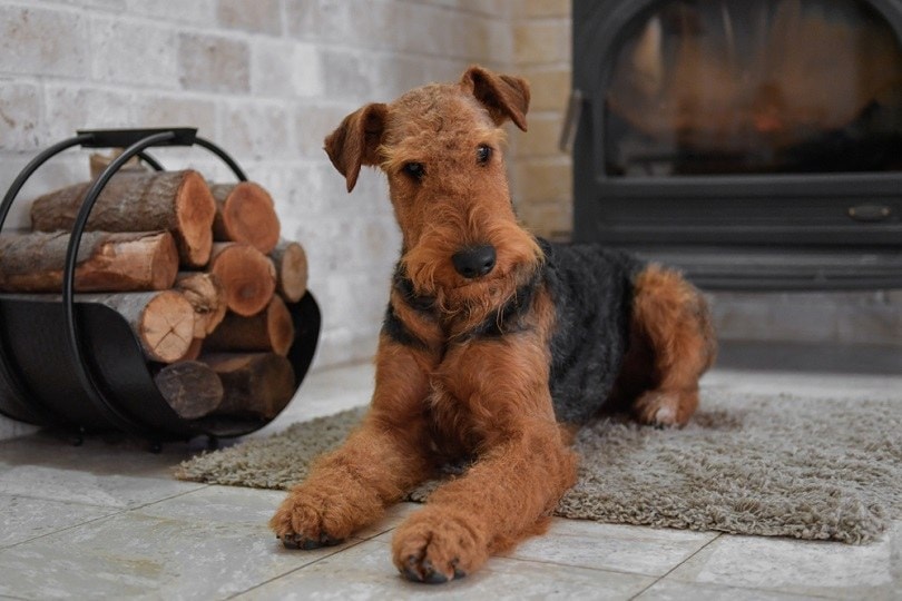 Airedale-Terrier-dog