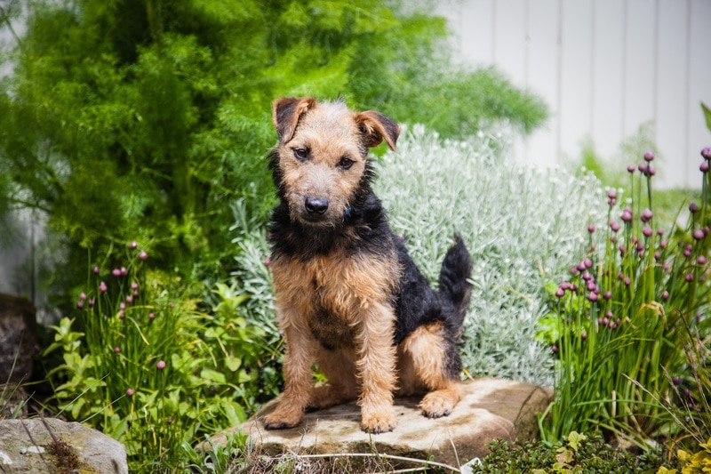 Airedale Terrier puppy outside with plants