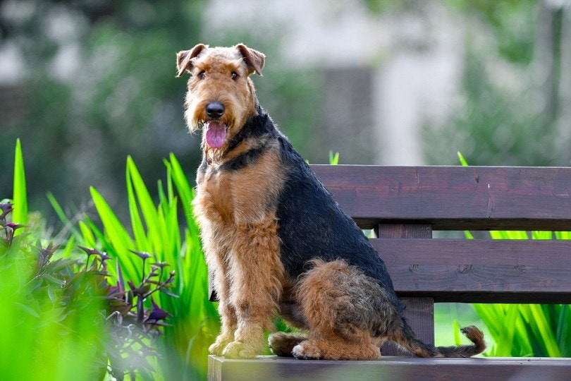 Airedale-Terrier_PROMA1_shutterstock