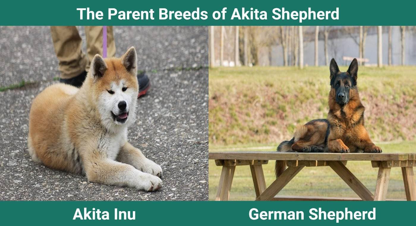 Parent Breeds of Akita Shepherd
