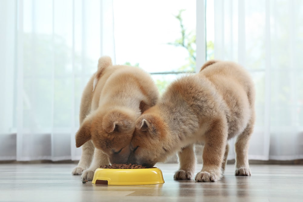 Akita puppies eating food_New Africa_Shutterstock