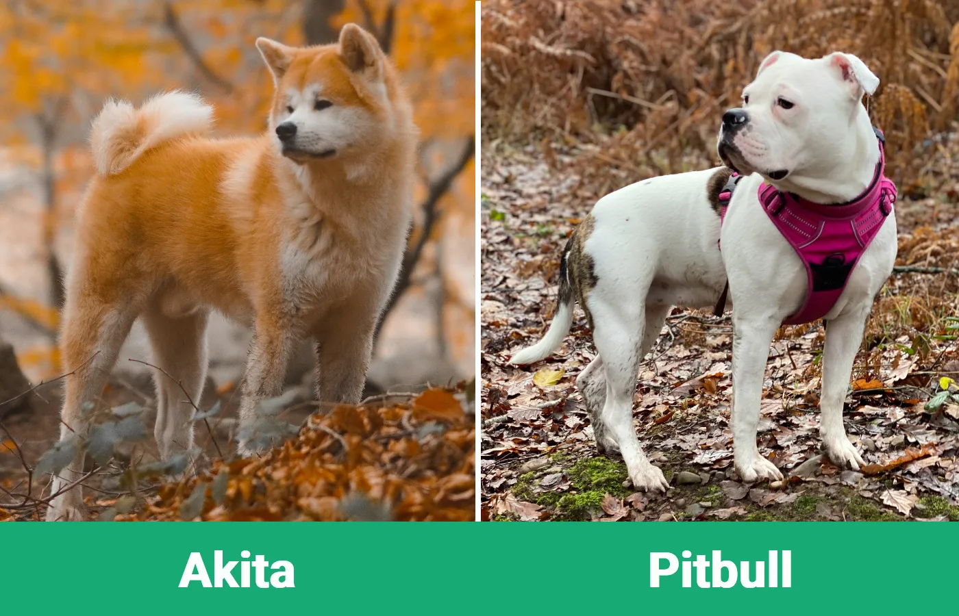 Akita vs Pitbull - Visual Differences