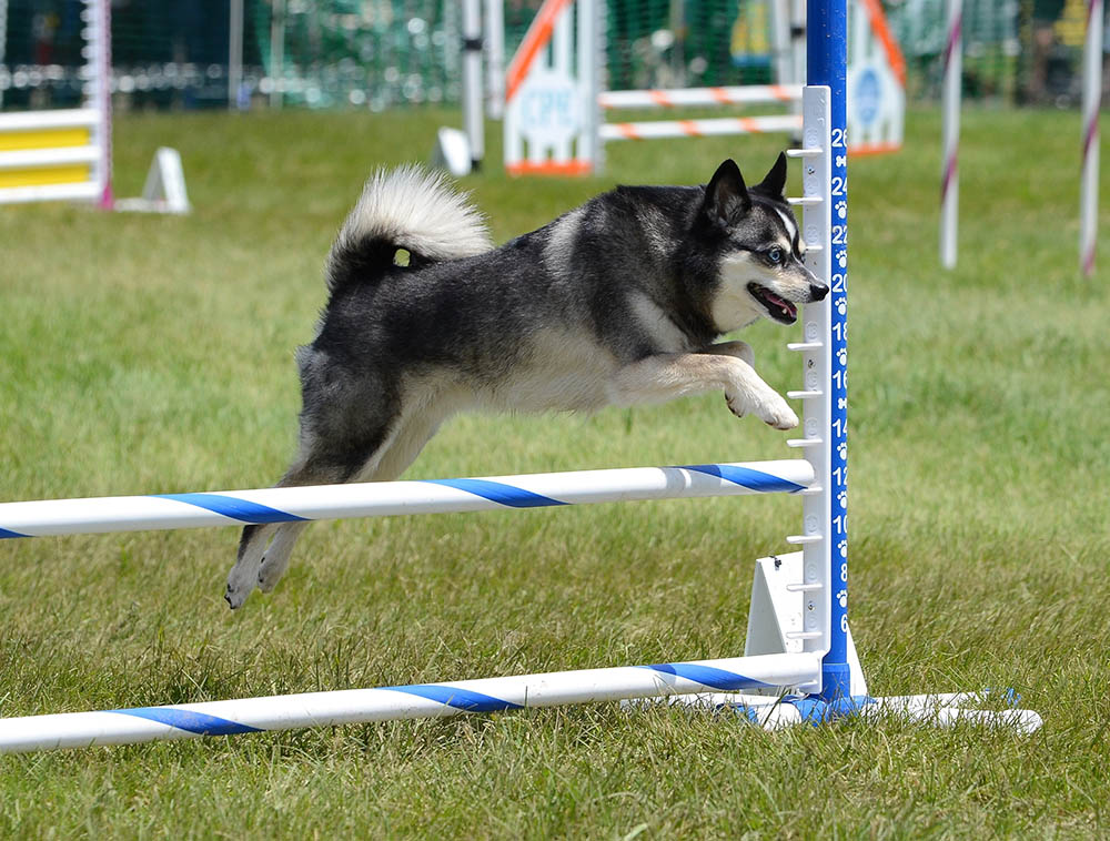 Alaskan Klee Kai Leaping Over a Jump at a Dog Agility Trial