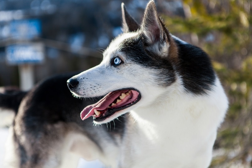 Alaskan-husky-dog-enjoying-the-winter_Valmedia_shutterstock