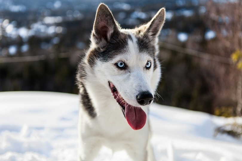Alaskan-husky-dog_Valmedia_shutterstock