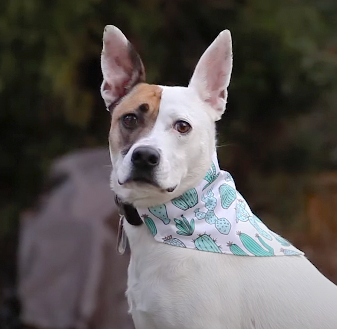 DIY dog bandana by spoonflower