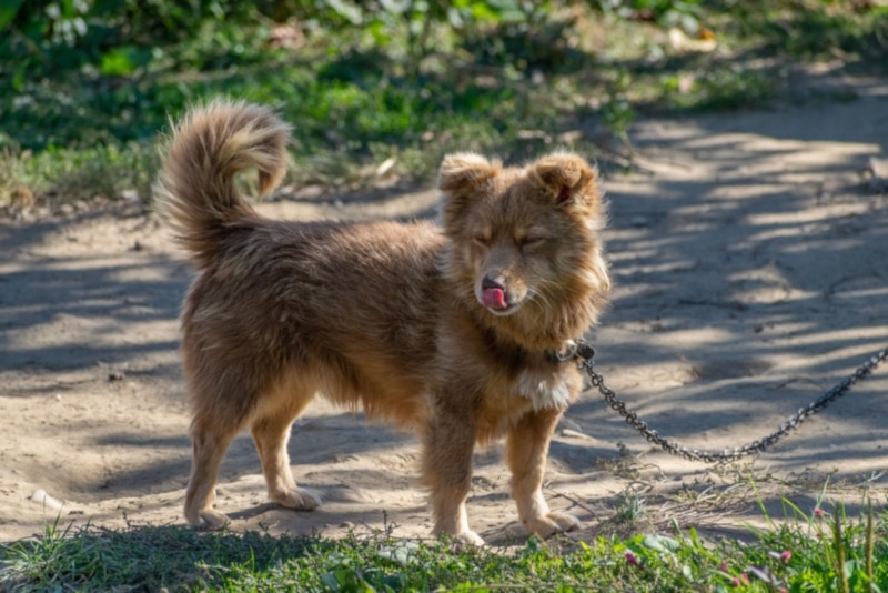 Alopekis dog on a leash