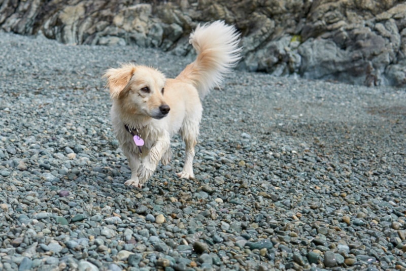 Alopekis dog walking on gravel