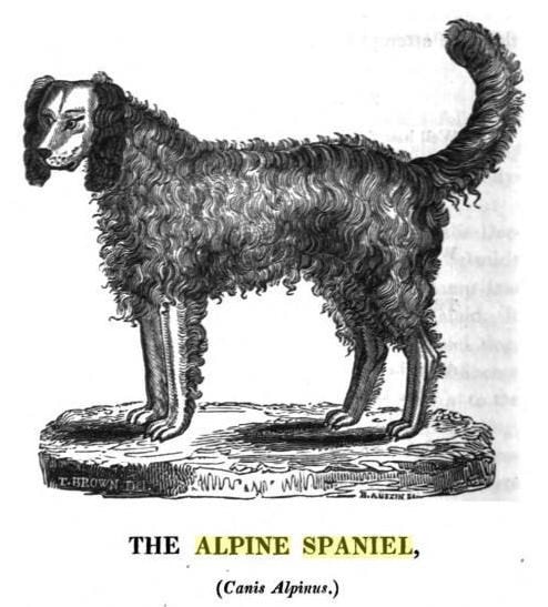 Alpine spaniel extinct dog breed illustration