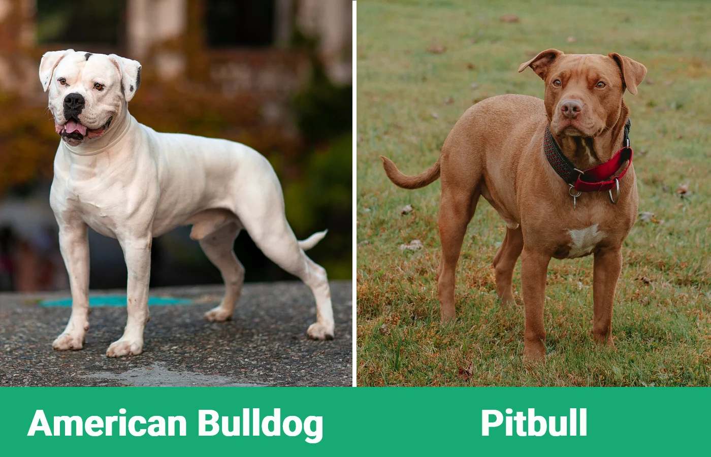 American Bulldog vs Pitbull - Visual Differences