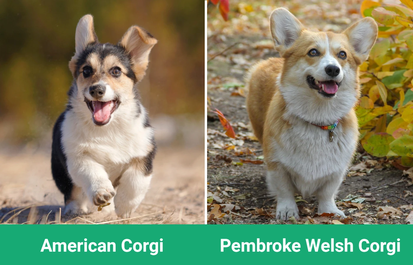 American Corgi vs Pembroke Welsh Corgi - Visual Differences