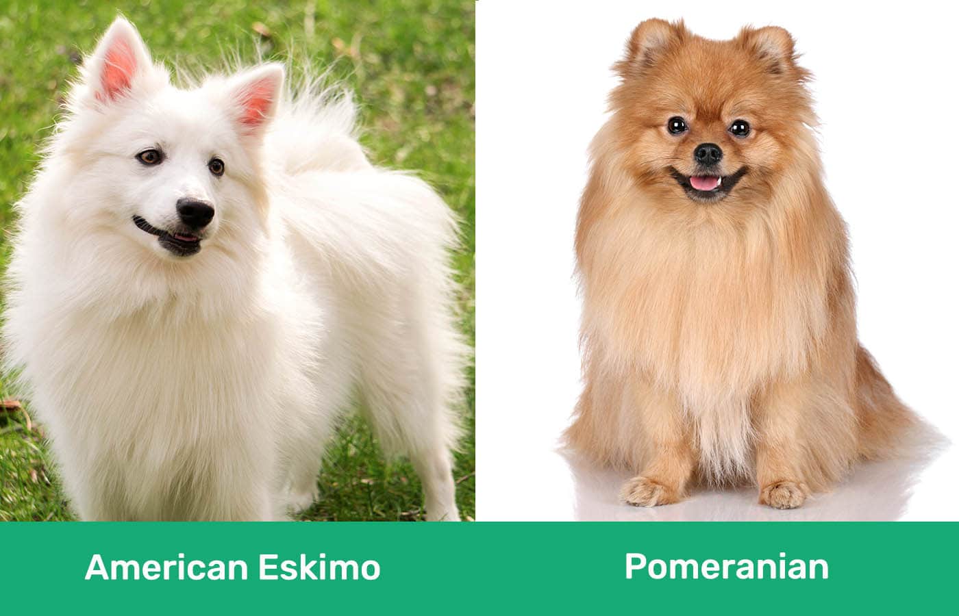American Eskimo vs Pomeranian side by side