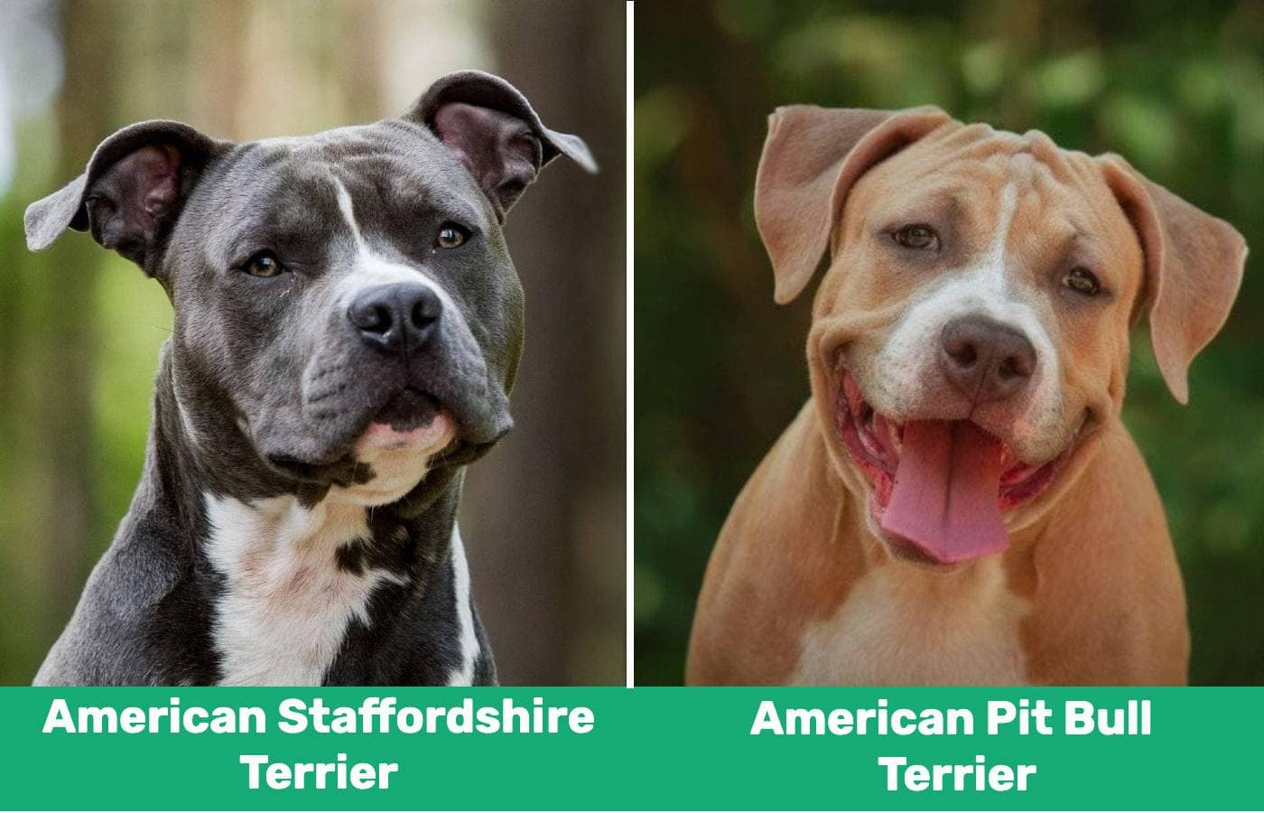 American Staffordshire Terrier & American Pitbull Terrier