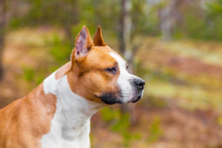 American Staffordshire Terrier_Shutterstock_Vladimirkarp