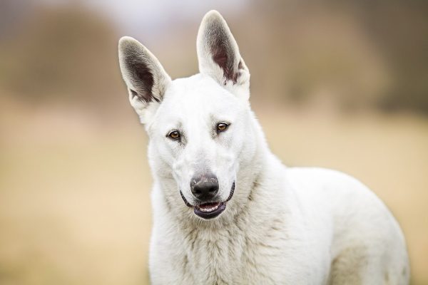 American White Shepherd Dog Breed: Pictures, Info, Care Guide & Traits ...