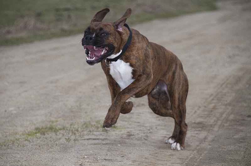 American pit bull terrier running and chasing